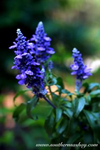 Blue Flowers