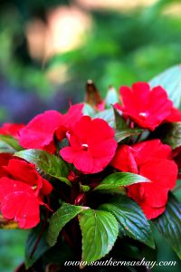 Red Flowers